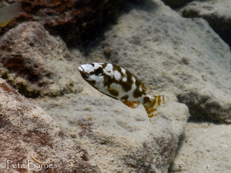 Nimbochromis livingstonii 'Mbamba Islands'